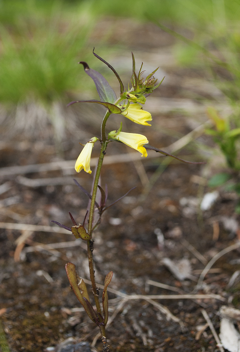 Image of Melampyrum pratense specimen.