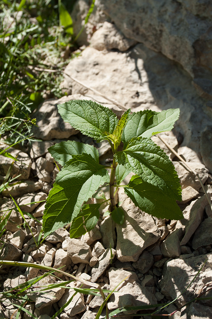 Изображение особи Scrophularia nodosa.