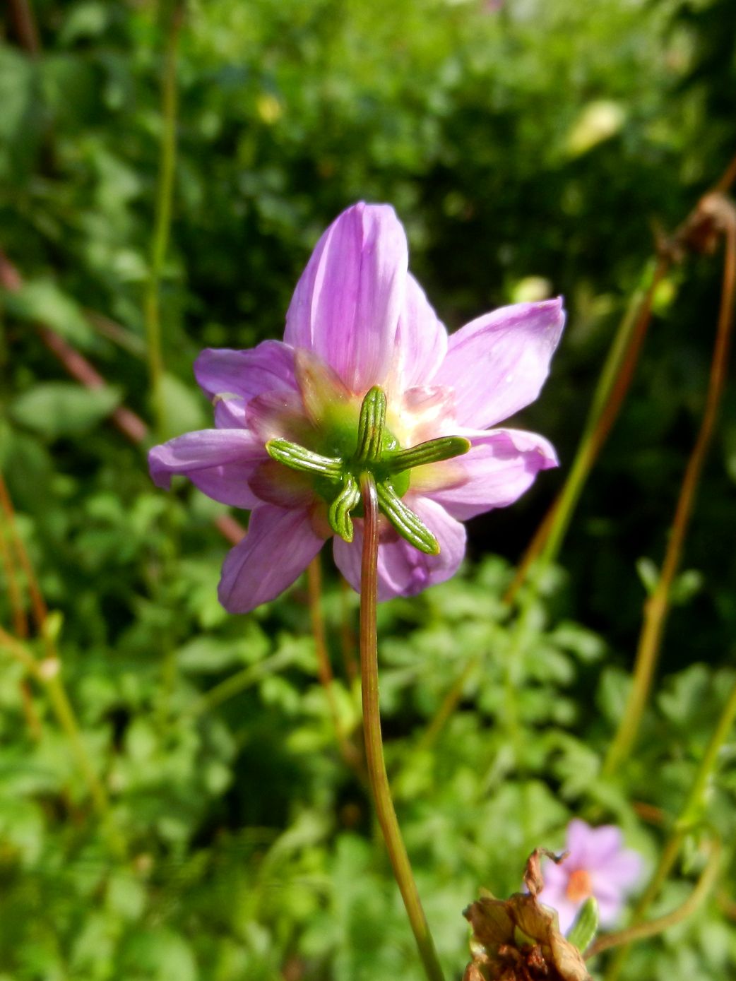 Изображение особи Dahlia merckii.