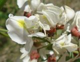 Robinia pseudoacacia. Цветки. Узбекистан, северная часть г. Самарканд, холмы Афрасиаба, около дороги. 03.05.2018.