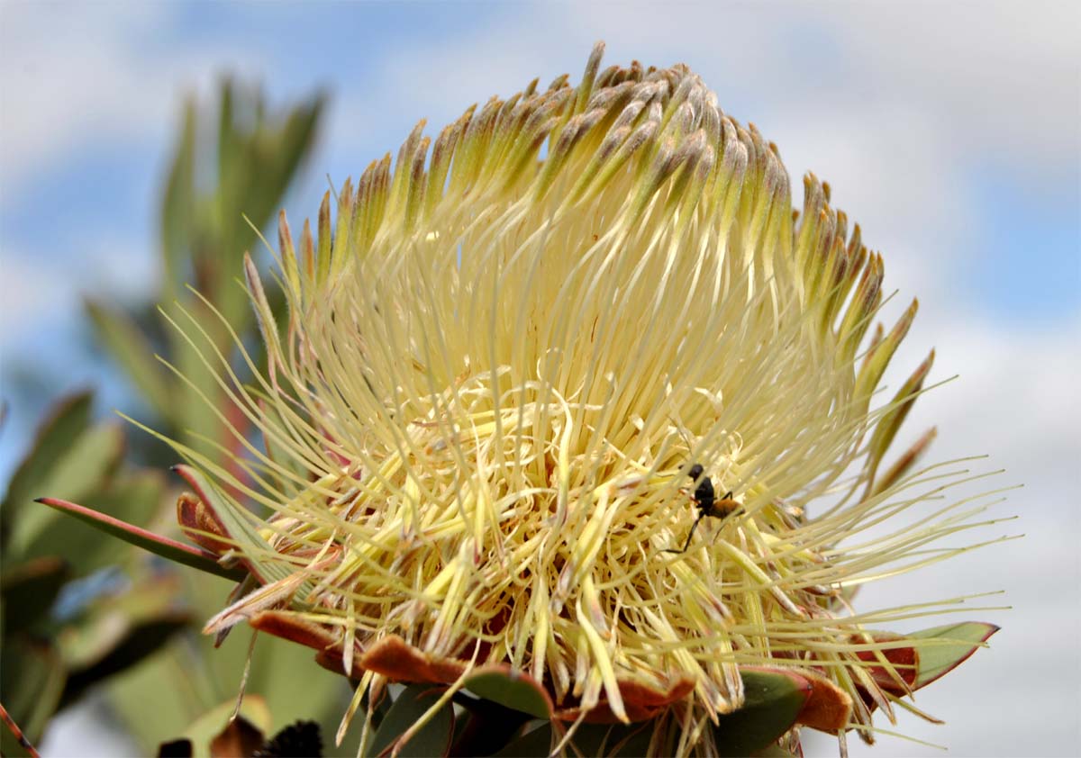 Image of Protea lanceolata specimen.