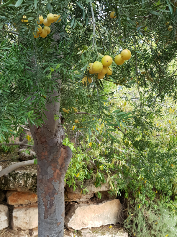 Image of Afrocarpus falcatus specimen.