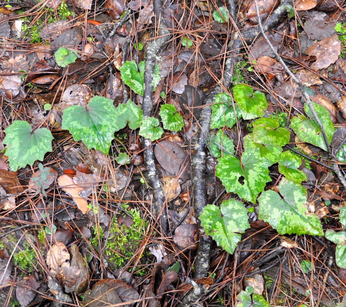 Изображение особи Cyclamen cyprium.