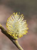 Salix cinerea