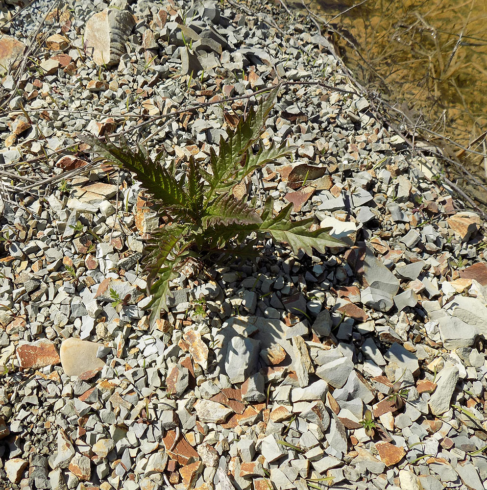 Image of Lycopus exaltatus specimen.