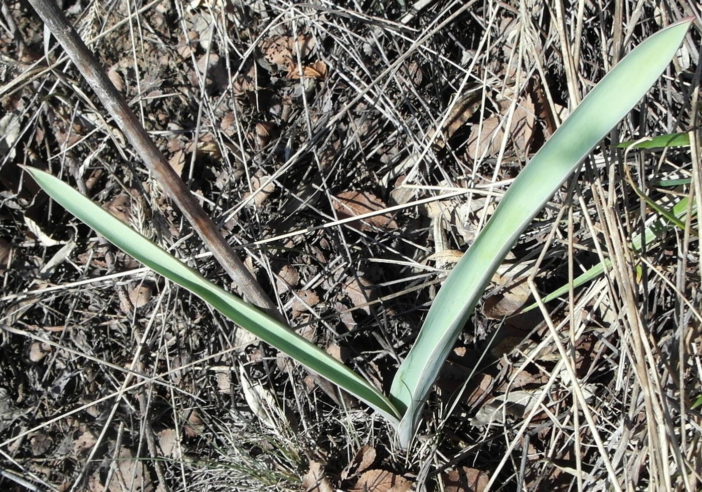 Image of Allium tulipifolium specimen.