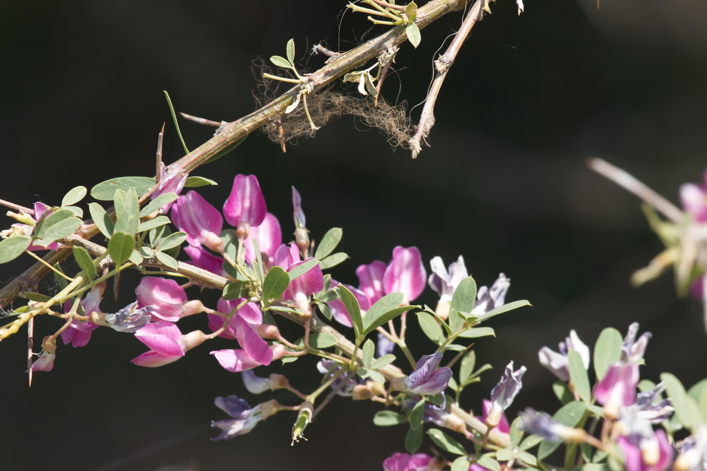 Image of Halimodendron halodendron specimen.