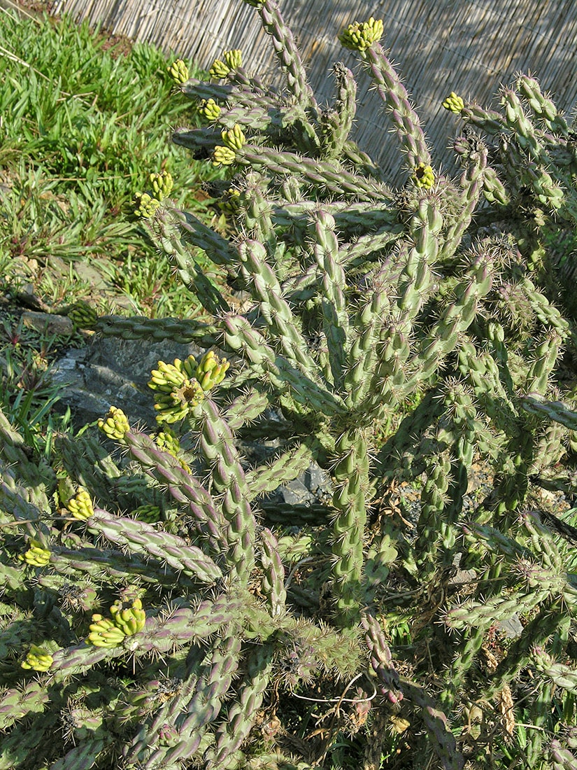 Изображение особи Cylindropuntia imbricata.