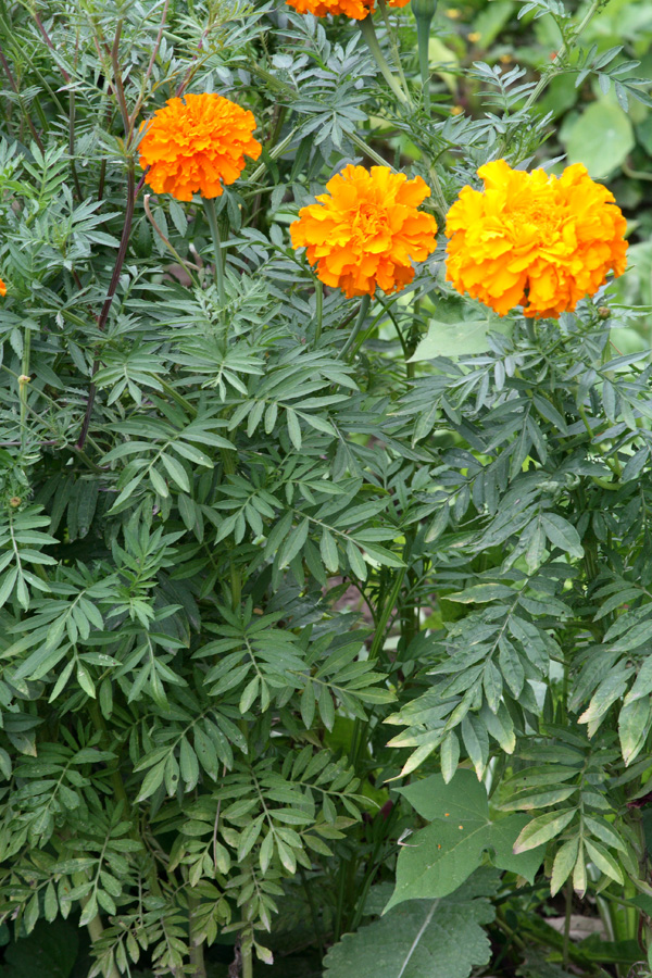 Image of Tagetes erecta specimen.