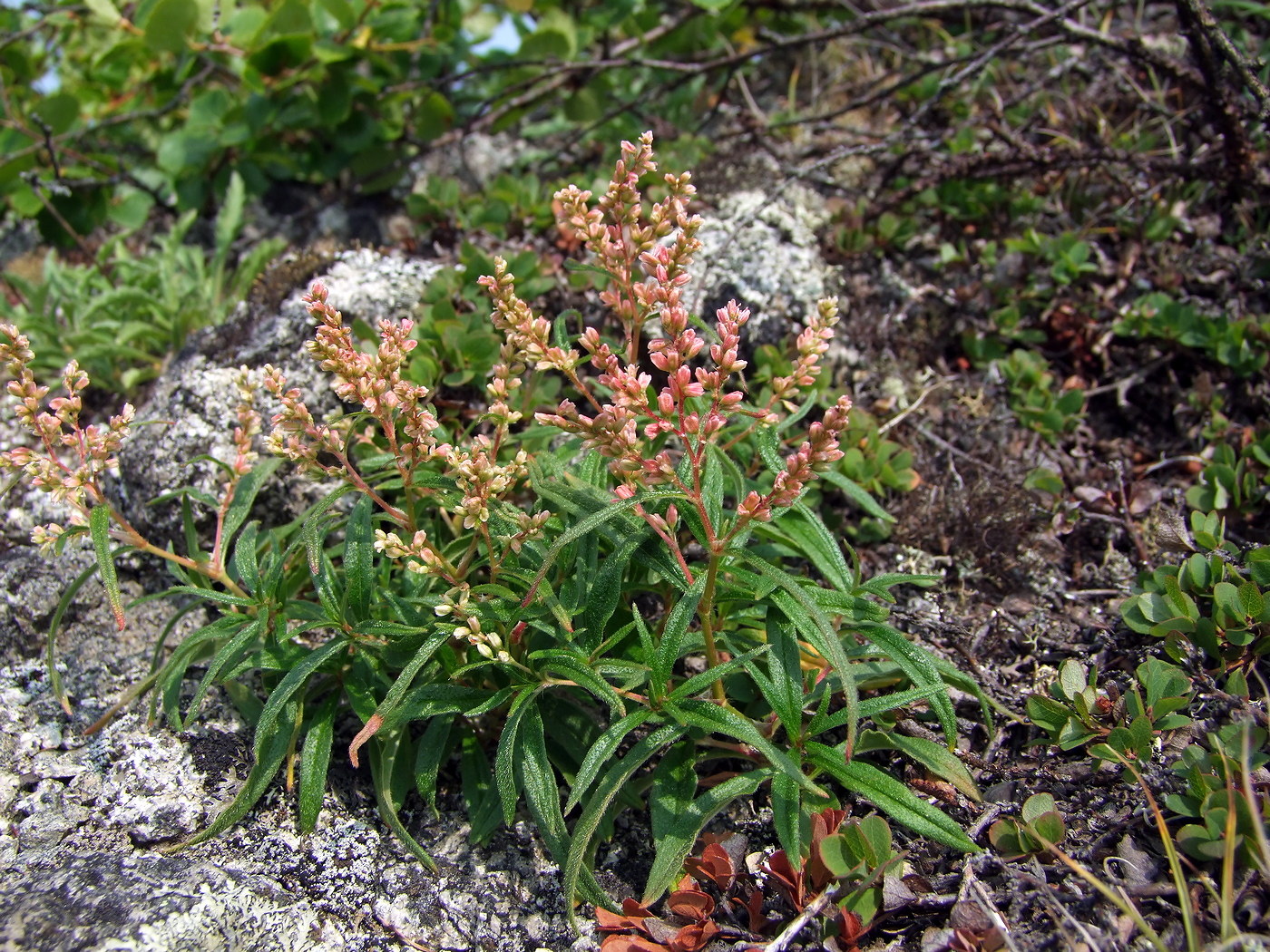 Image of Aconogonon ocreatum var. laxmannii specimen.