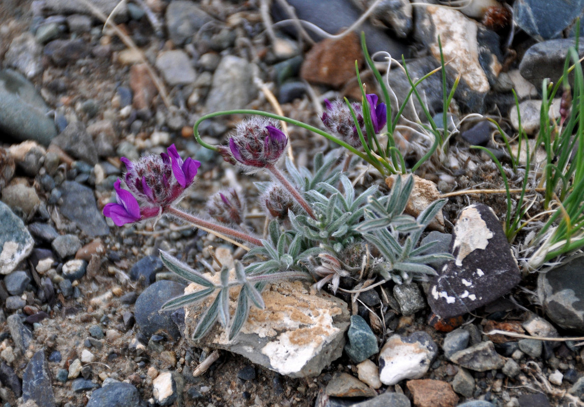 Image of Oxytropis pumila specimen.