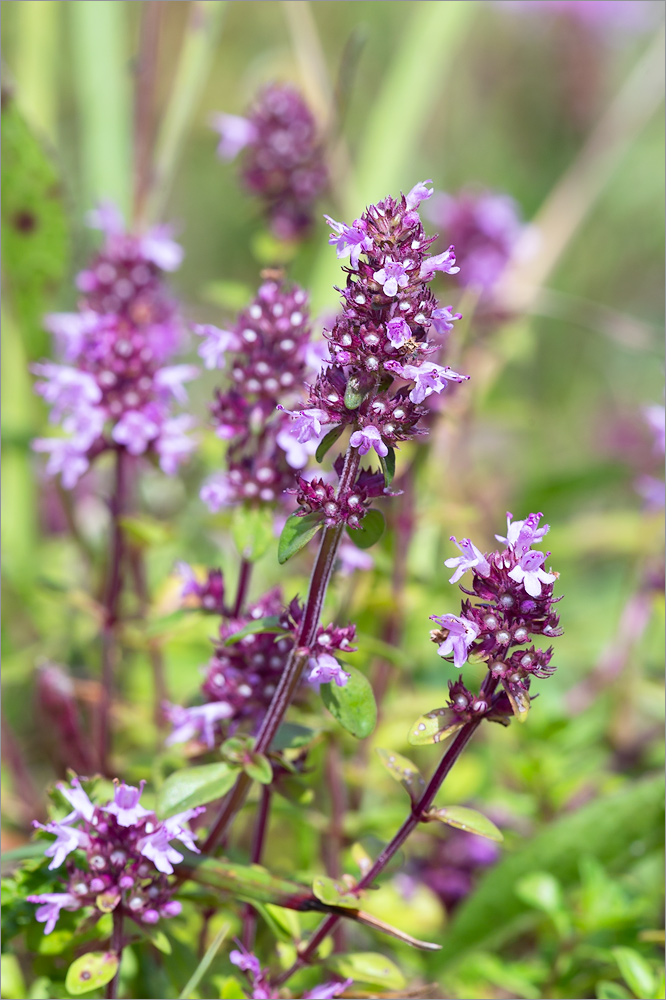 Image of Thymus ovatus specimen.