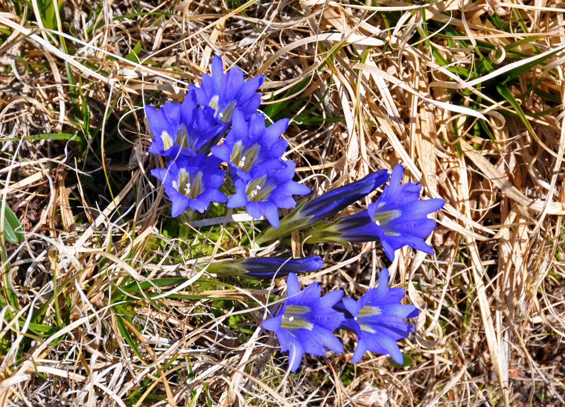 Image of Gentiana grandiflora specimen.