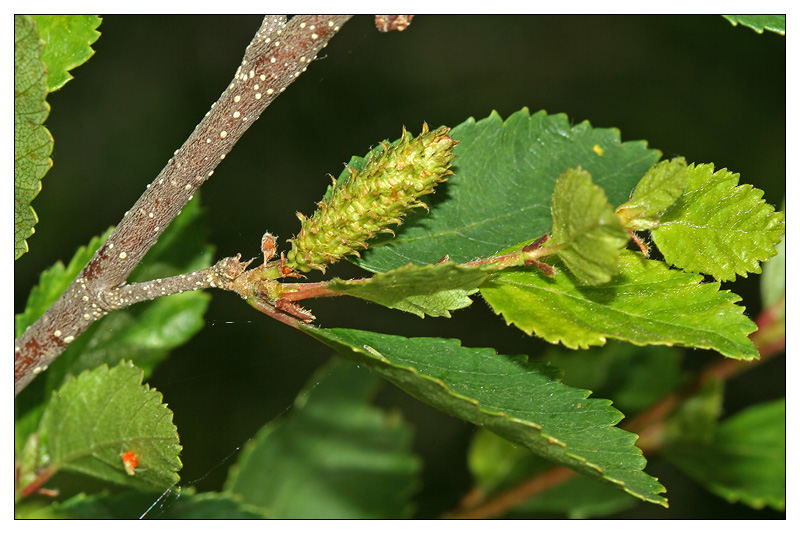 Изображение особи Betula humilis.