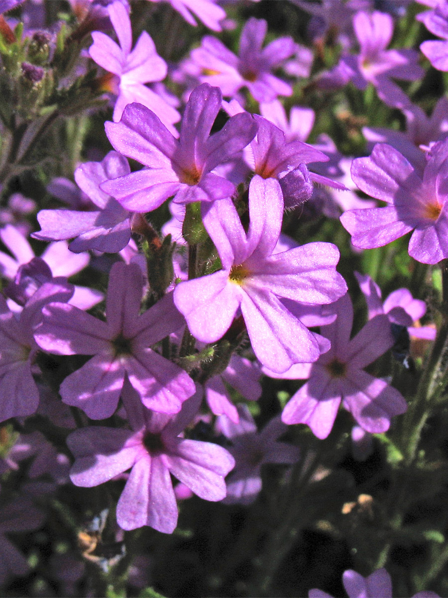 Image of Erinus alpinus specimen.