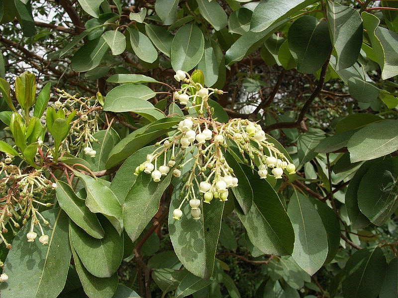 Изображение особи Arbutus andrachne.