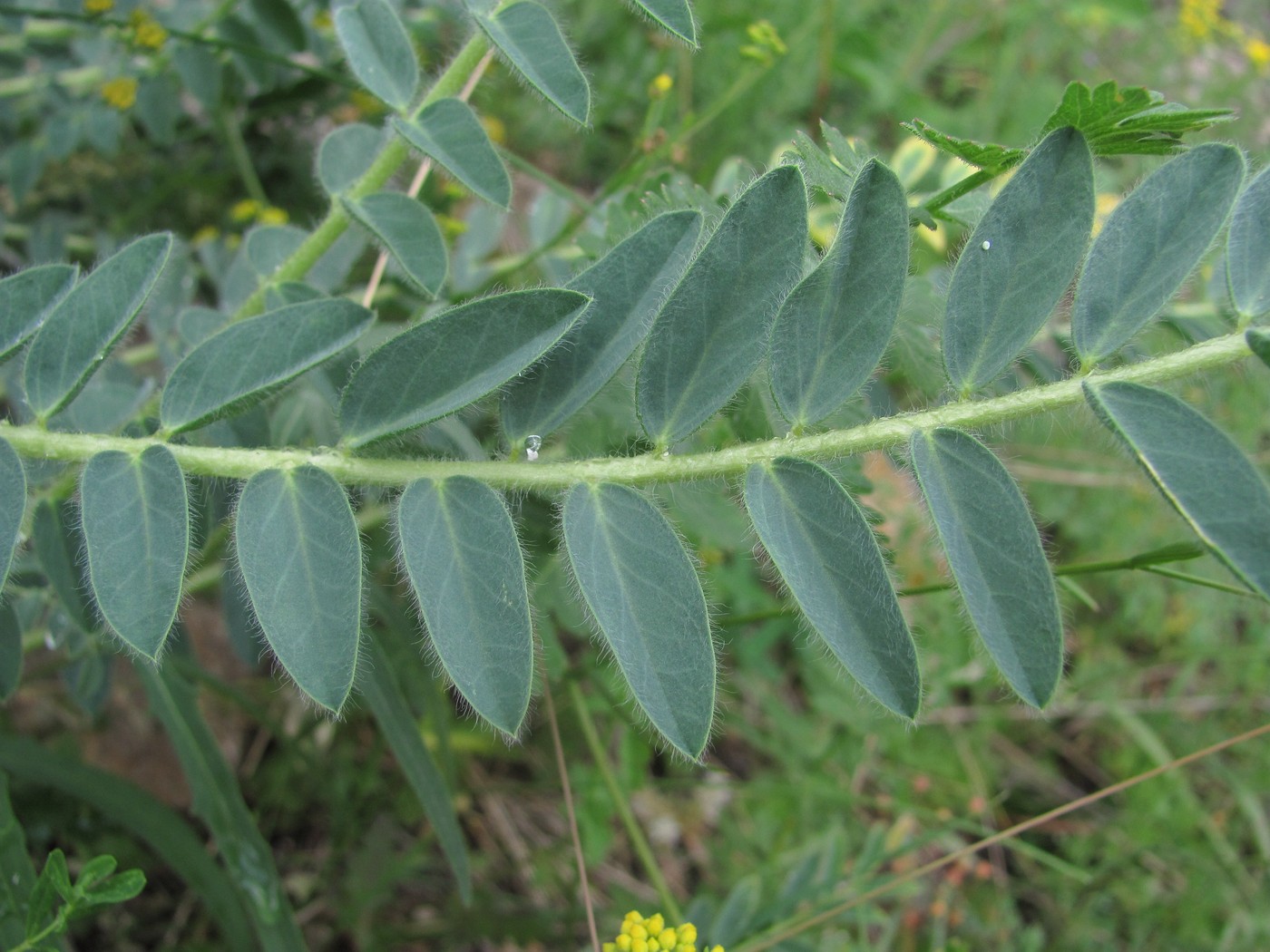 Image of Astragalus polyphyllus specimen.