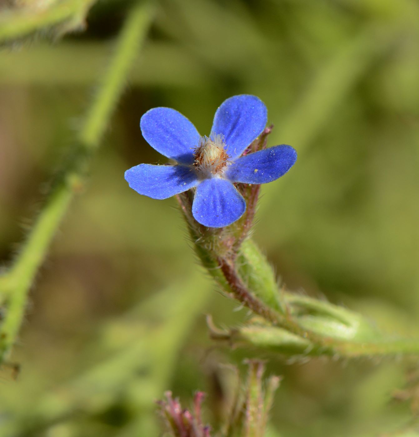 Image of Anchusa azurea specimen.