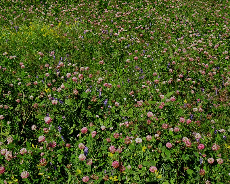 Image of Trifolium hybridum specimen.