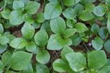 Смотреть изображение Vaccinium praestans
