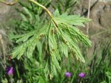 Geranium sylvaticum