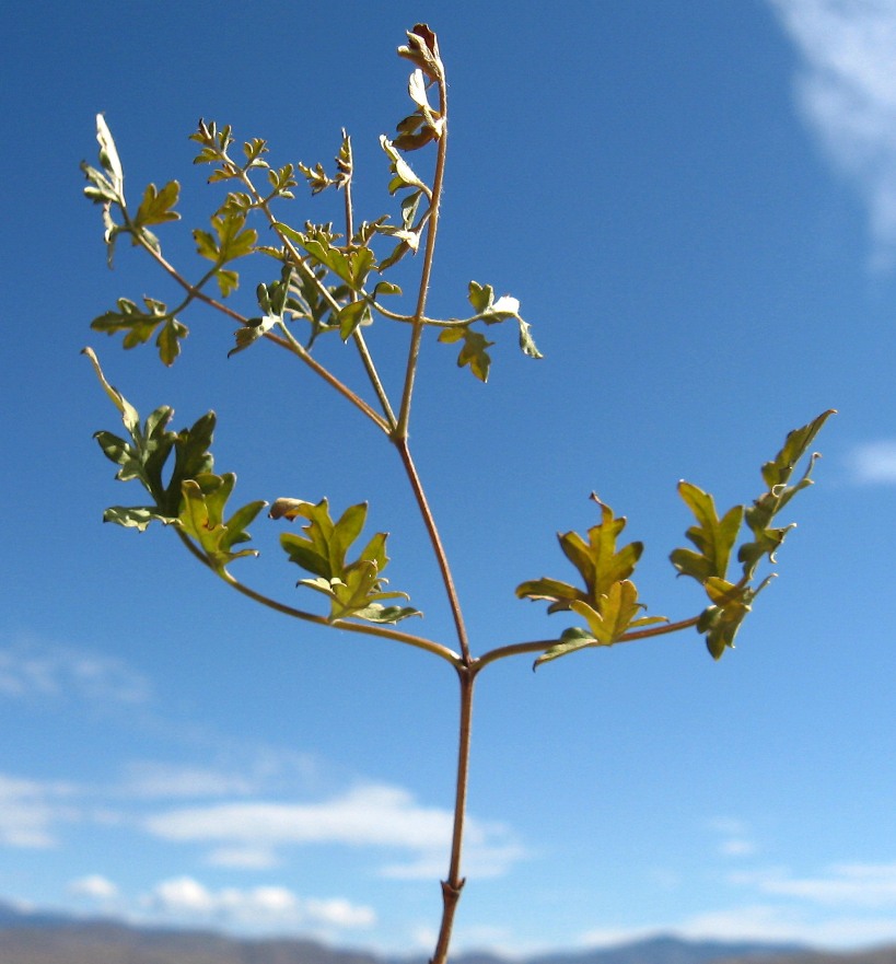 Изображение особи Clematis latisecta.