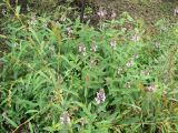 Stachys palustris. Цветущие растения. Хабаровский край, 17 км Владивостокского шоссе. 21.08.2011.