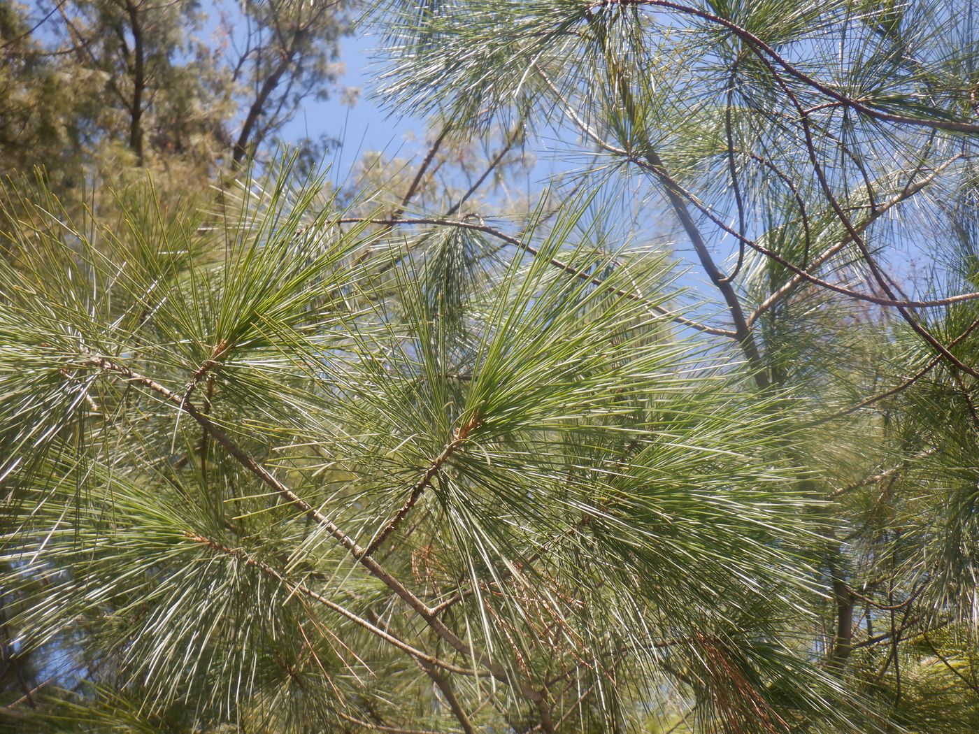 Image of Pinus strobus specimen.