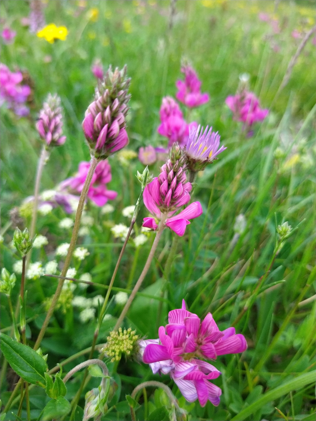 Изображение особи Onobrychis biebersteinii.