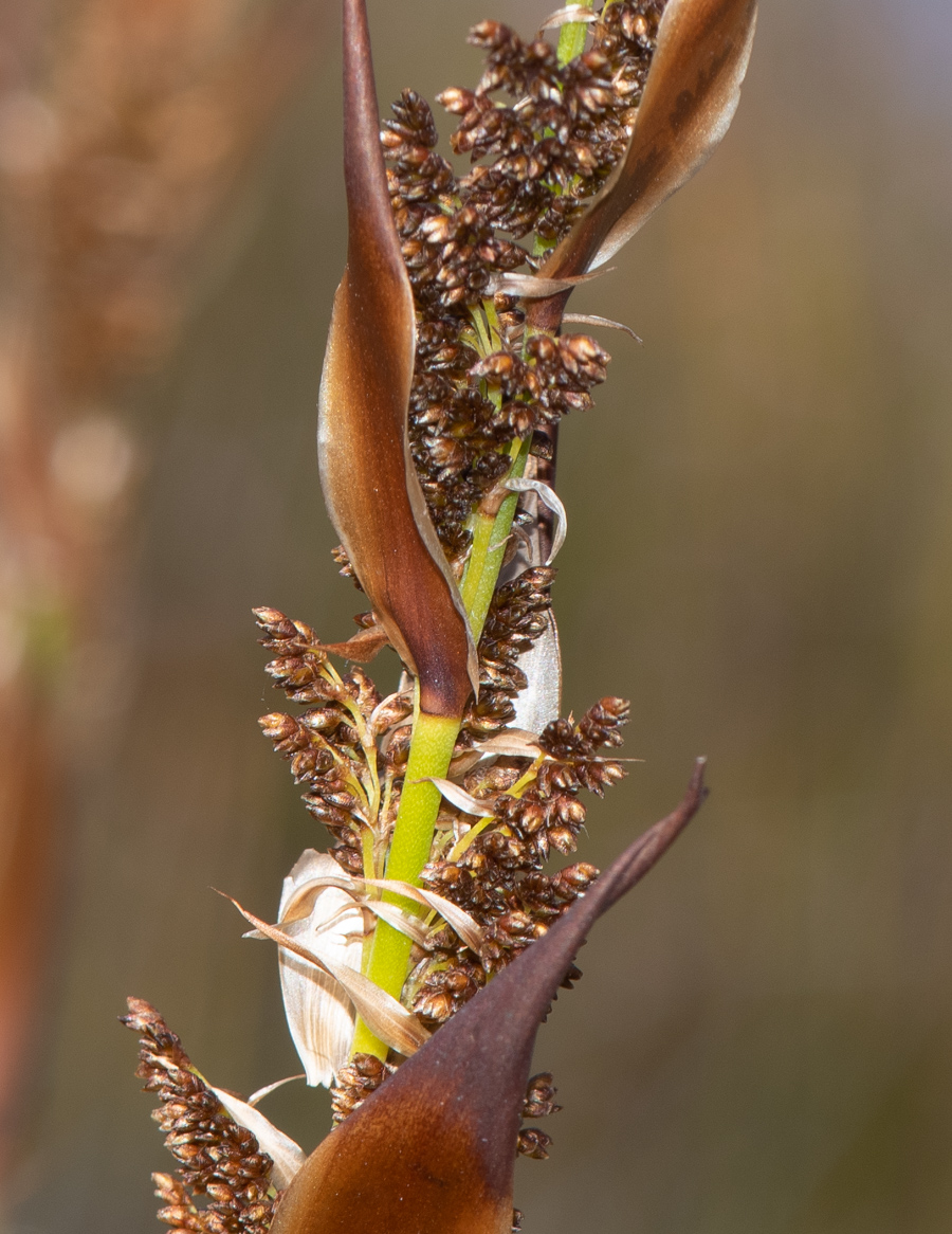 Image of Elegia equisetacea specimen.