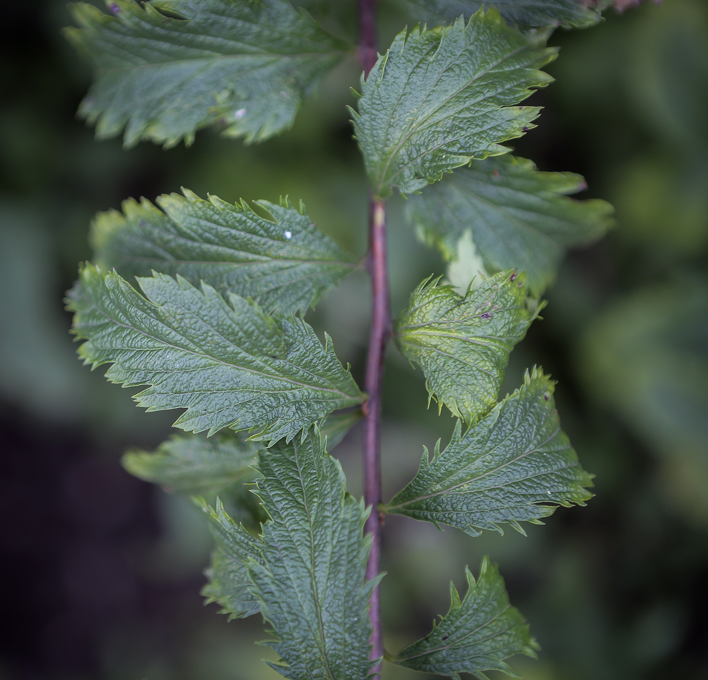 Изображение особи Spiraea &times; bumalda.