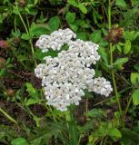 Achillea millefolium. Соцветие. Германия, г. Гейдельберг, обочина Философской тропы. 30.07.2012.