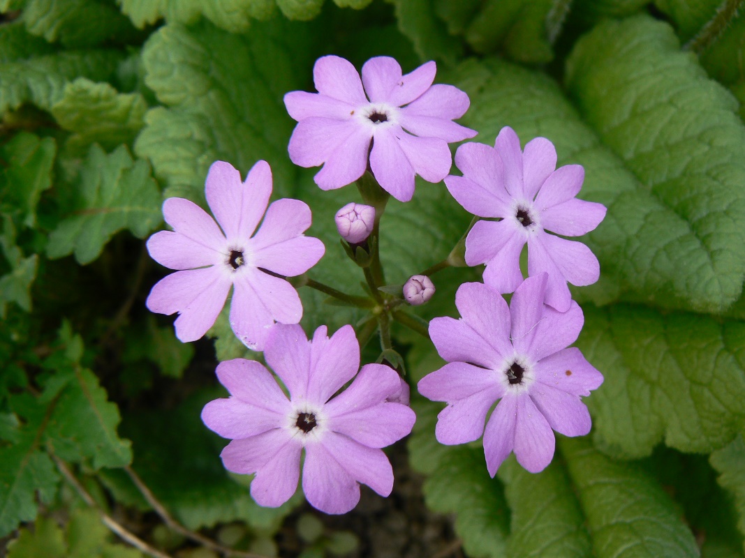 Image of Primula patens specimen.