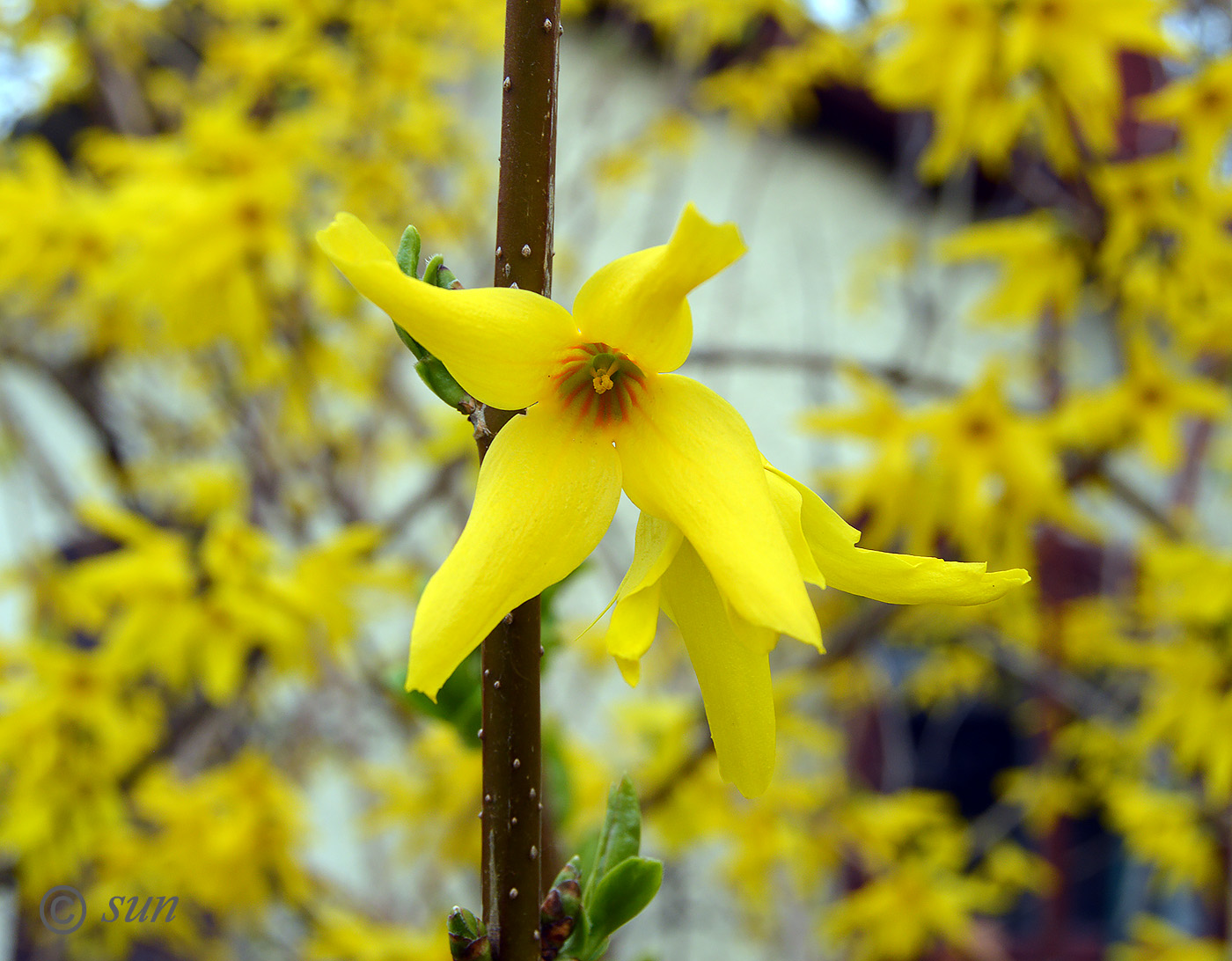 Image of Forsythia europaea specimen.