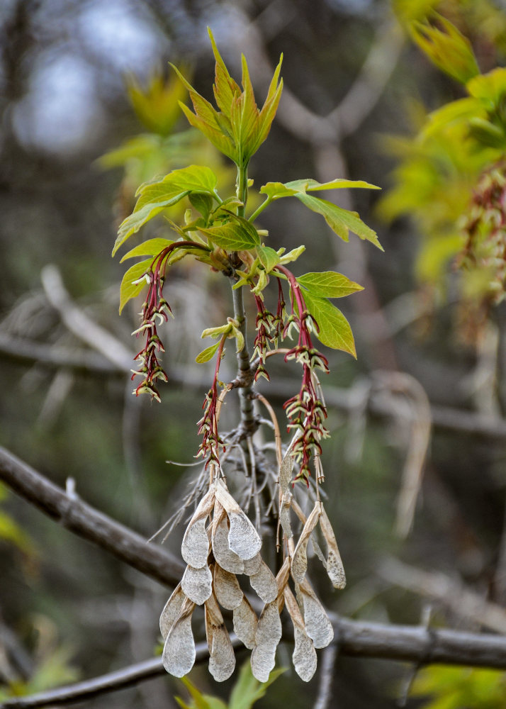 Image of Acer negundo specimen.