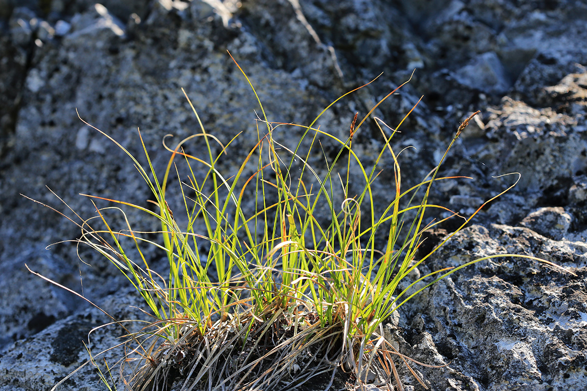 Изображение особи Carex rupestris.