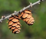 Larix olgensis. Часть ветви с шишками (Larix komarovii Kolesn.). Приморский край, окр. г. Дальнегорск, падь Партизанская, известняковый каменистый склон. 11.06.2022.