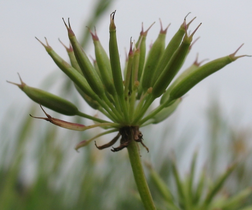 Image of Chaerophyllum hirsutum specimen.