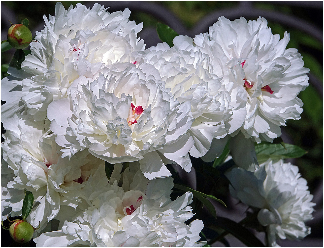 Изображение особи Paeonia lactiflora.