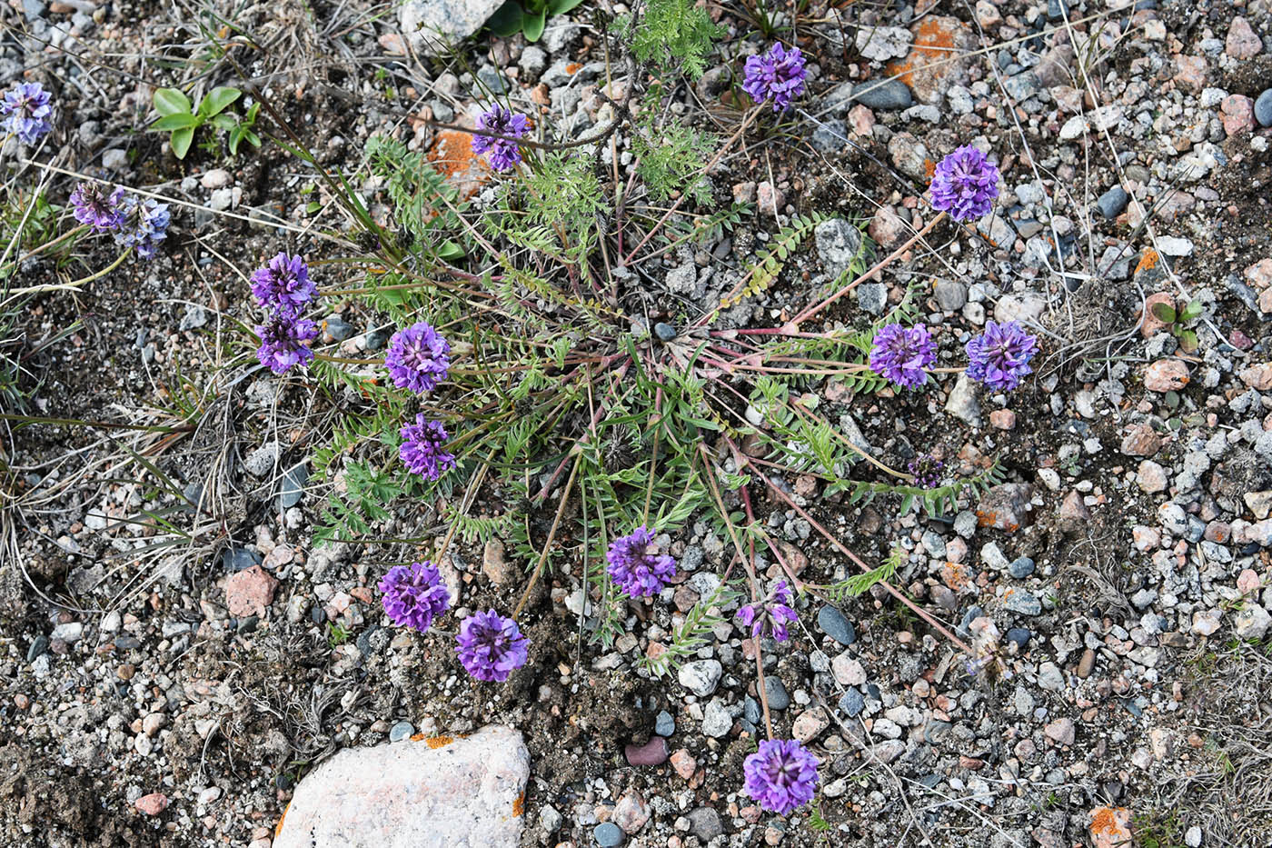 Изображение особи Oxytropis lapponica.