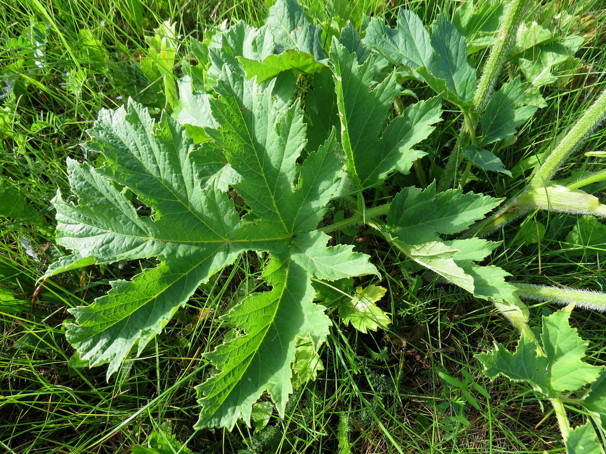 Image of Heracleum sibiricum specimen.