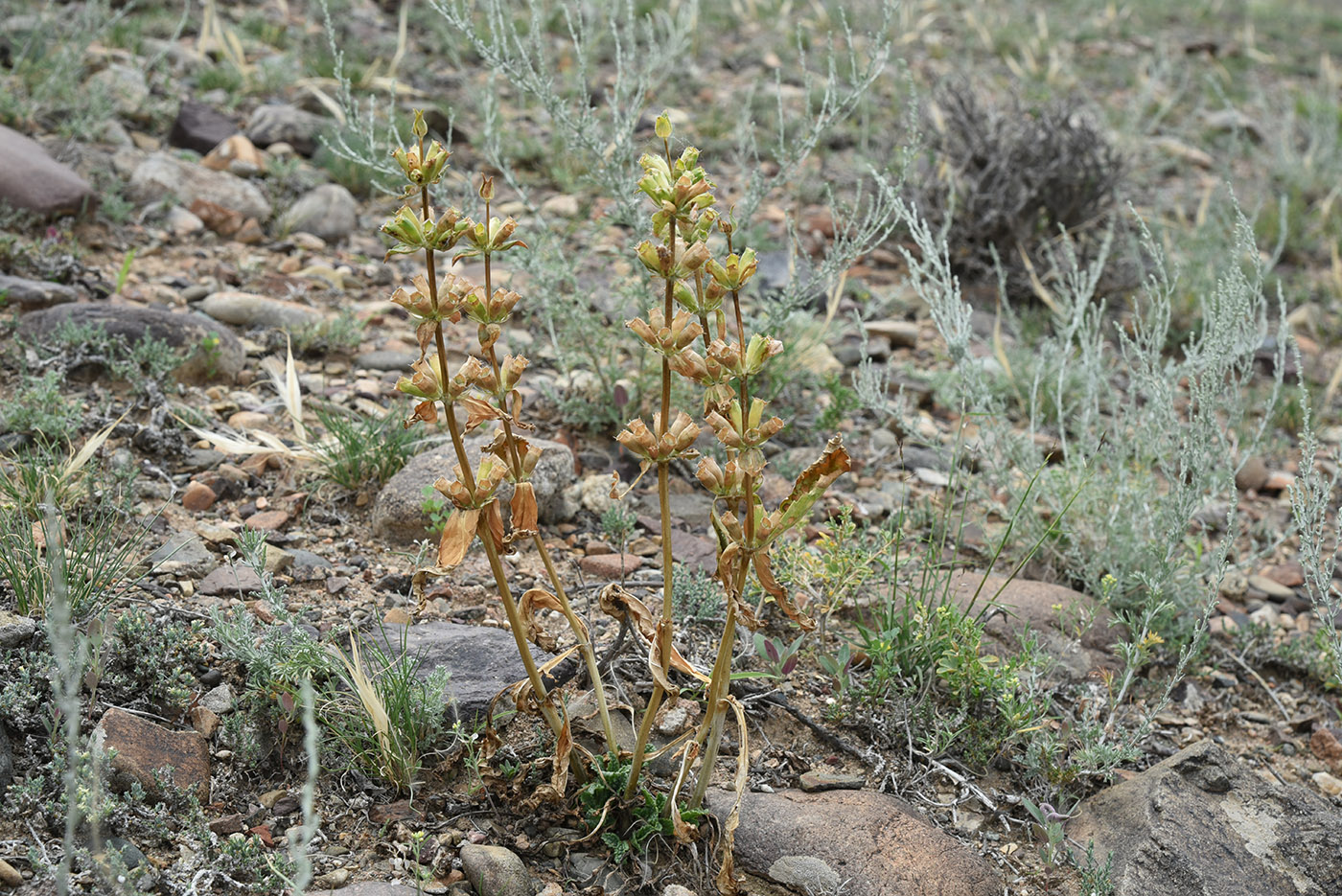 Изображение особи Phlomoides zenaidae.