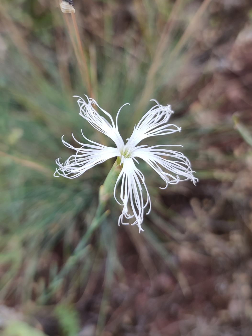 Изображение особи Dianthus tetralepis.