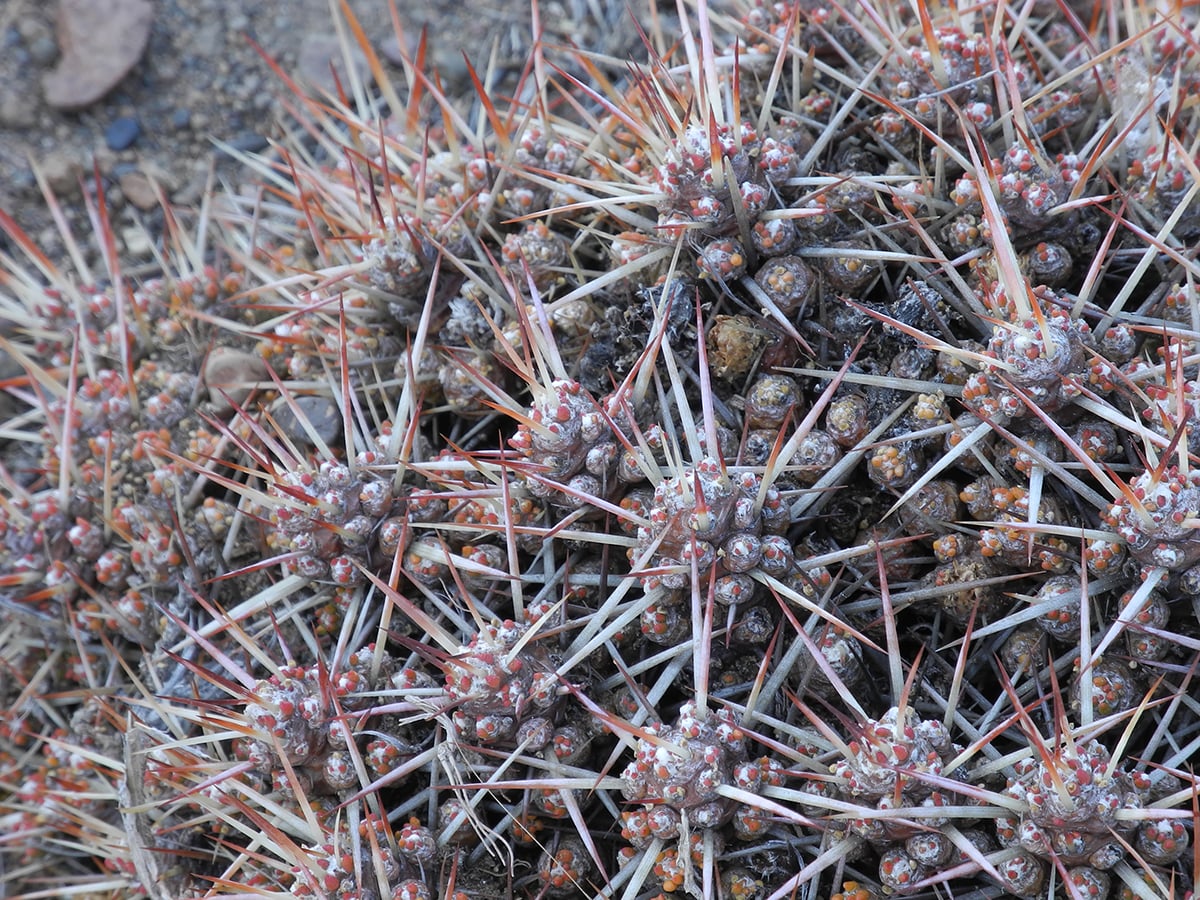 Изображение особи Maihuenia patagonica.