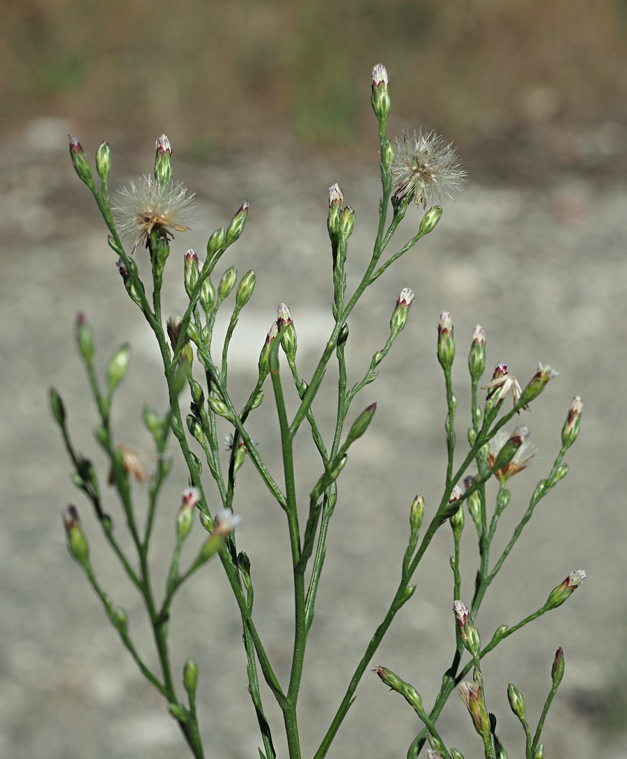 Image of Symphyotrichum subulatum var. squamatum specimen.