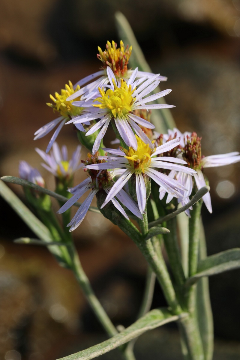 Image of Tripolium pannonicum ssp. tripolium specimen.