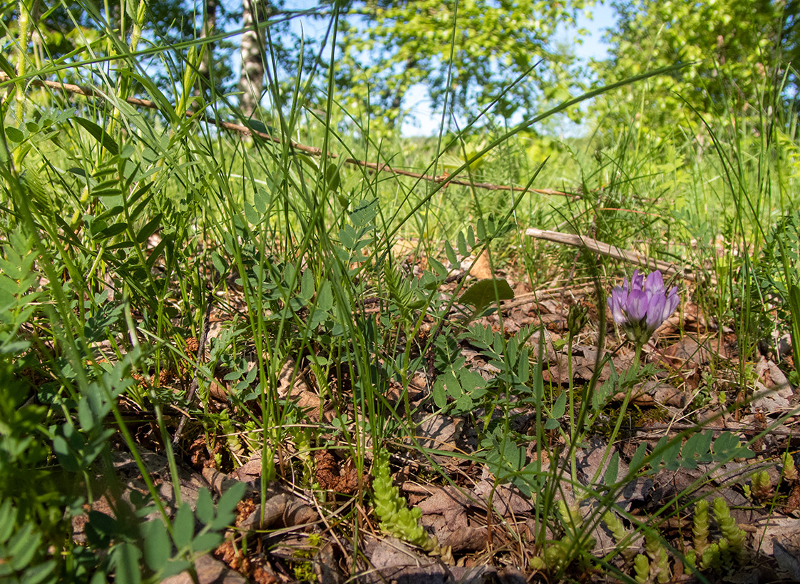 Изображение особи Astragalus danicus.