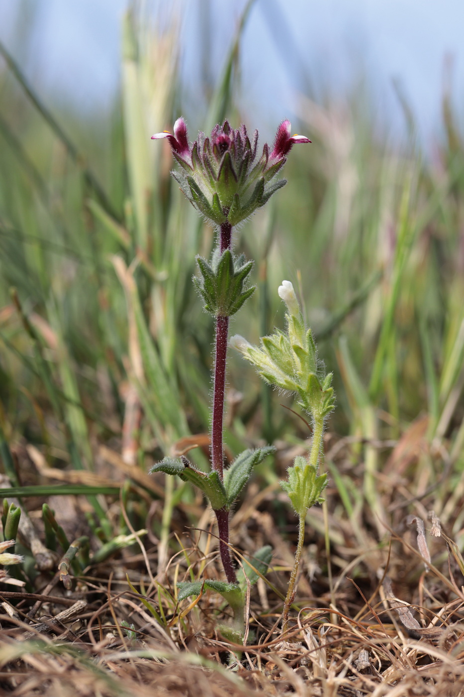 Изображение особи Parentucellia latifolia.