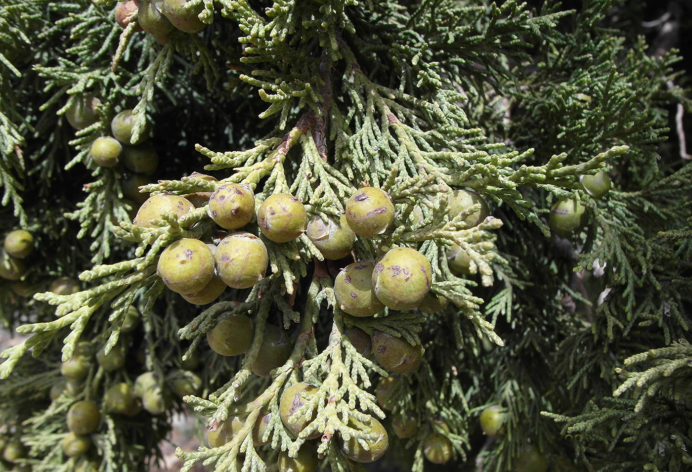 Image of Juniperus seravschanica specimen.