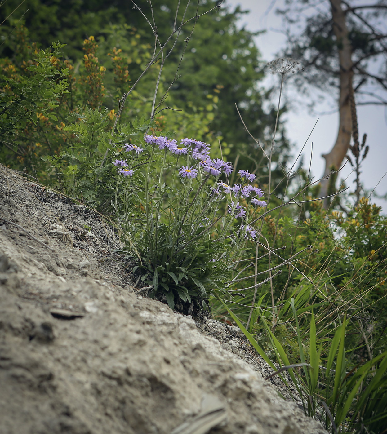 Изображение особи Aster alpinus.